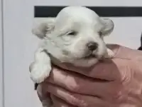 Мальтийской болонки щенки, фотография 2