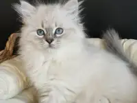 Котята от питомника Невский Шарм