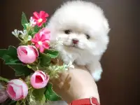 Померанский шпиц, девочка. Мини мишка, фотография 3