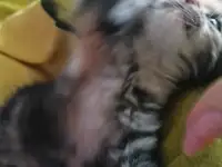 В добрые руки, фотография 3