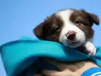 Бордер-колли щенки, фотография 4