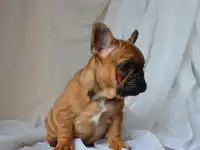 Французский бульдог, фотография 4