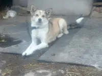 Собаки, фотография 2