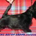 Скотч-терьера (шотландского терьера) щенки, фотография 3