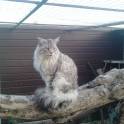 Котята Мейн Кун