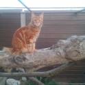 Котята Мейн Кун, фотография 2
