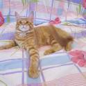 Котята Мейн Кун, фотография 3