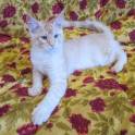 Котята Мейн Кун, фотография 4