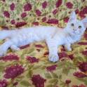 Котята Мейн Кун, фотография 5