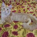 Котята Мейн Кун, фотография 6