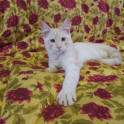 Котята Мейн Кун, фотография 7