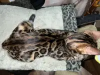 Бенгальский котенок (мальчик)