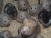 Грызуны оптом разные., фотография 8