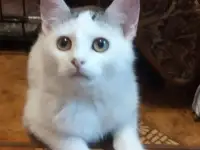 Чудесная нежная малышка Лялечка в добрые ручки в дар!, фотография 10