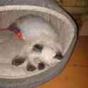 персики котята, фотография 6