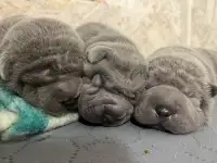 щенки шарпея