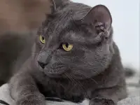 Тео-молодой Кот. кастрирован., фотография 5