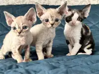 Котята девон рекс