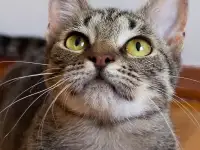 Котенок Тоффи, 7 мес., фотография 2