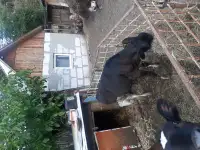 Продам двух телок, фотография 3