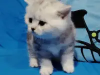 Котенок шотландский кошечка., фотография 4