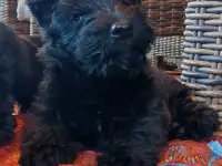 Щенок Скотч терьер (шотландский терьер)