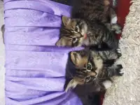 Отдам котят в добрые руки, фотография 3
