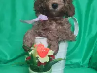 Продаю породистых щенков ПУДЕЛЯ, фотография 2
