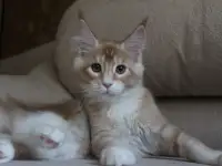 Шикарный котик Мейн-кун!, фотография 5