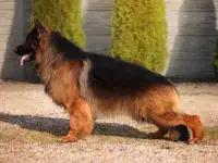Немецкий овчарки щенки