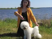 Кобель для вязки породы бишон фризе, фотография 2