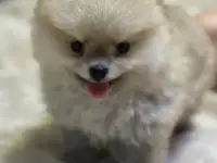 Шпиц мини мишка, фотография 2