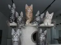 Котята мейн-кун, фотография 3