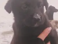 Малыши в поисках любящих родителей!!!
