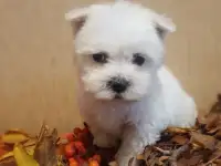 Мальтийской болонки щенки, фотография 1