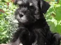 Щенки цвергшнауцера