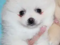 Шпиц Щенки