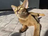 Абиссинский котенок с документами, фотография 7
