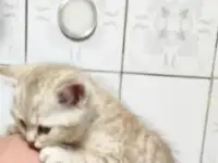 Котята, фотография 2