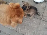 пропали две собаки, фотография 2