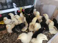 Цыплята кур несушек