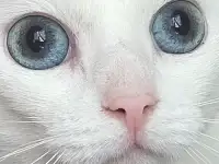 Кошка Флёр, кастрирована.