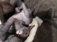 Котята Донского Сфинкса, фотография 3