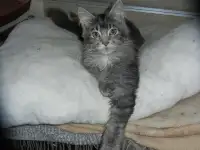 породистые котята мэйнкун, фотография 10