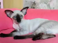 Ориентальные котята, фотография 4