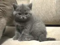 Британская короткошерстная девочка.