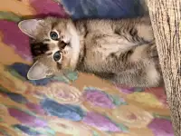 Коты шотландские, фотография 2