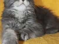 1 Котенок Мейн кун