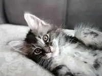 Котята Мейн-кун, фотография 2