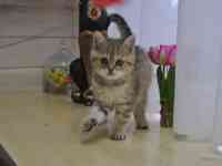Шотландские котята, фотография 3